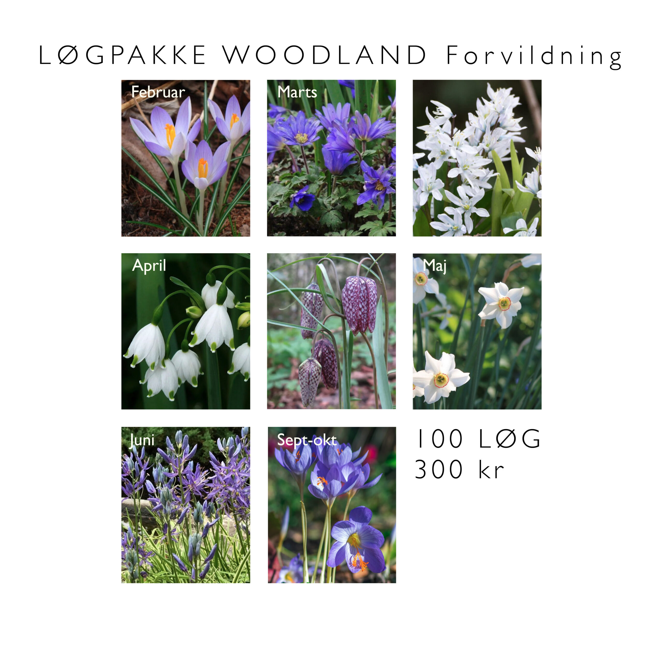 Blomsterløg pakke WOODLAND 2024 